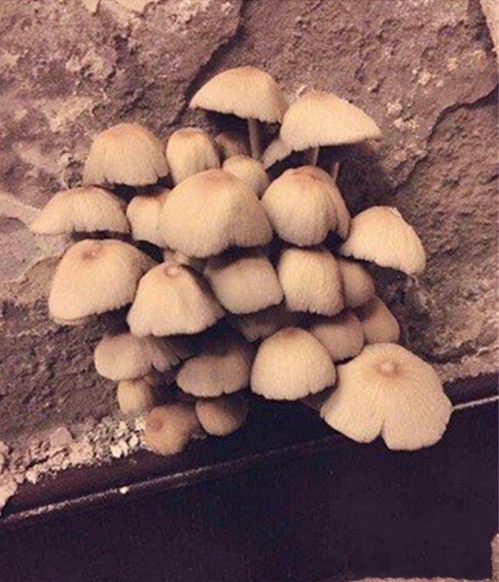 蘑菇食用菌91抖音免费看片加湿案例