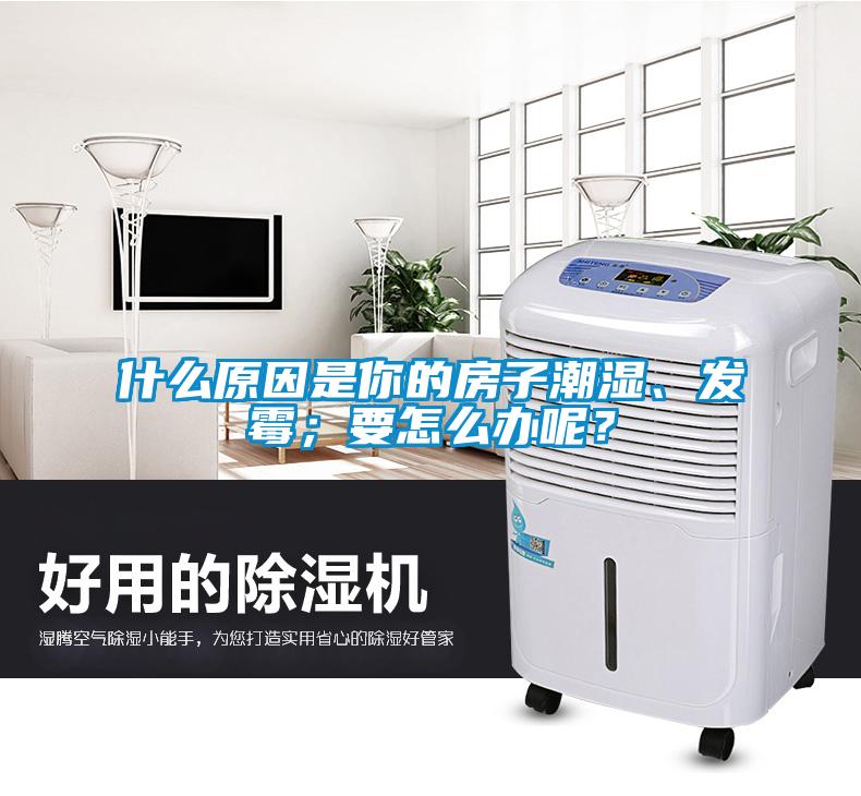 什么原因是你的房子潮湿、发霉；要怎么办呢？