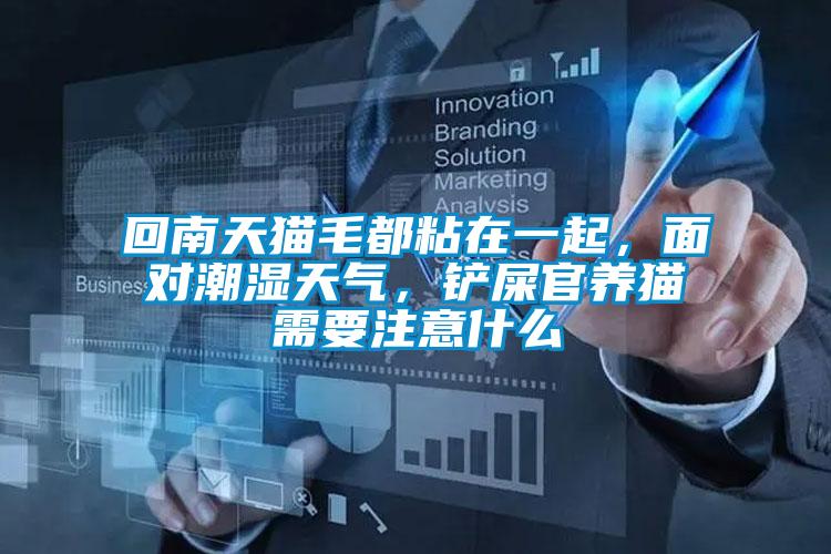 回南天猫毛都粘在一起，面对潮湿天气，铲屎官养猫需要注意什么