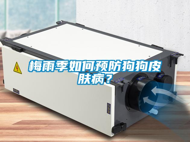 梅雨季如何预防狗狗皮肤病？