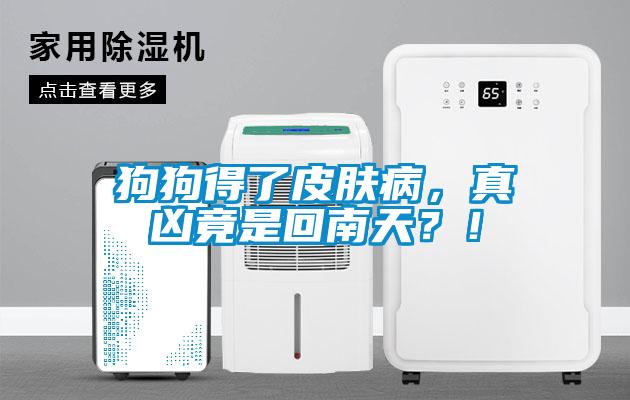 狗狗得了皮肤病，真凶竟是回南天？！