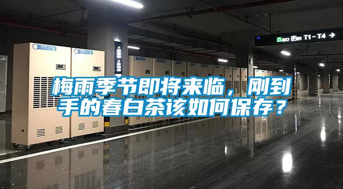 梅雨季节即将来临，刚到手的春白茶该如何保存？