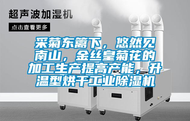 采菊东篱下，悠然见南山，金丝皇菊花的加工生产提高产能，升温型烘干工业91抖音免费看片