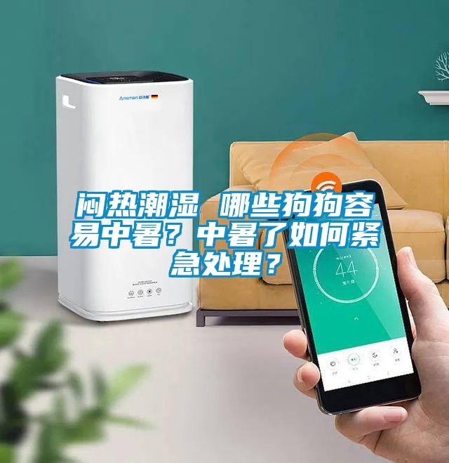 闷热潮湿 哪些狗狗容易中暑？中暑了如何紧急处理？