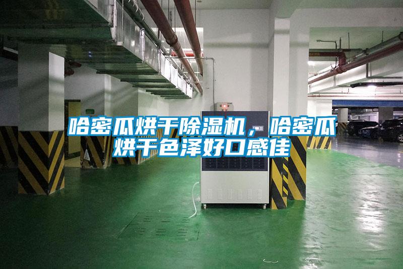哈密瓜烘干91抖音免费看片，哈密瓜烘干色泽好口感佳
