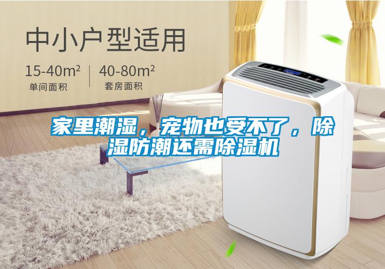 家里潮湿，宠物也受不了，除湿防潮还需91抖音免费看片
