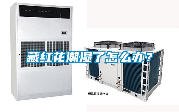 藏红花潮湿了怎么办？