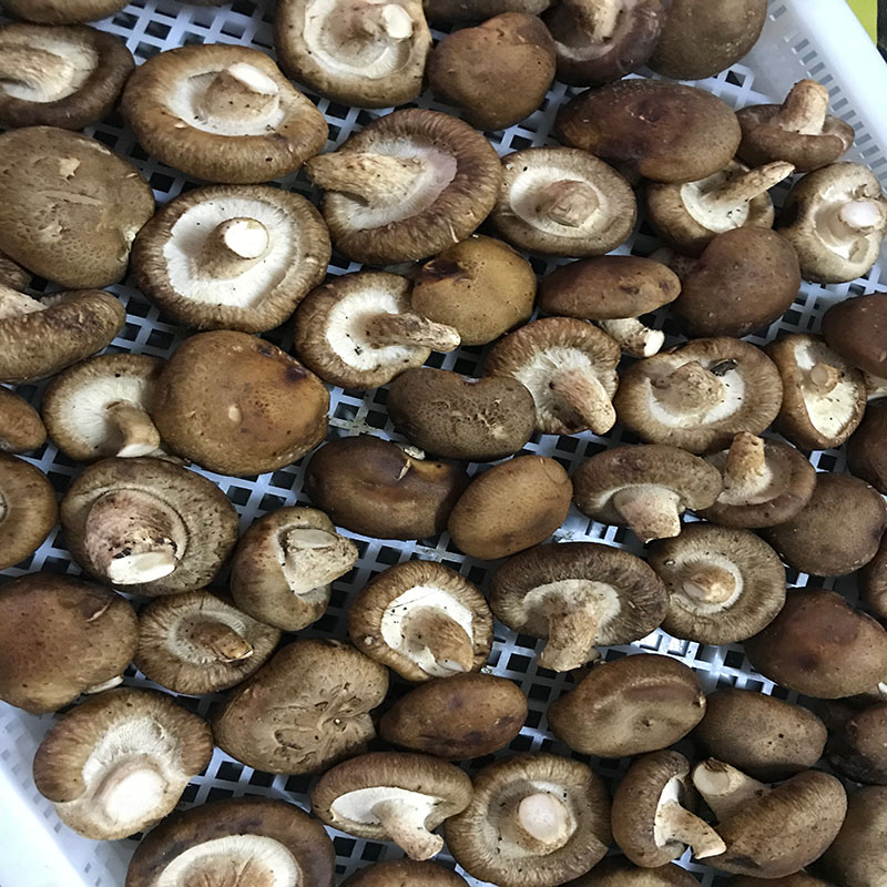 湖北省京山县的菇农代表选用成人抖音在线下载成人抖音在线下载食用菌烘干机模块即香菇烘干机
